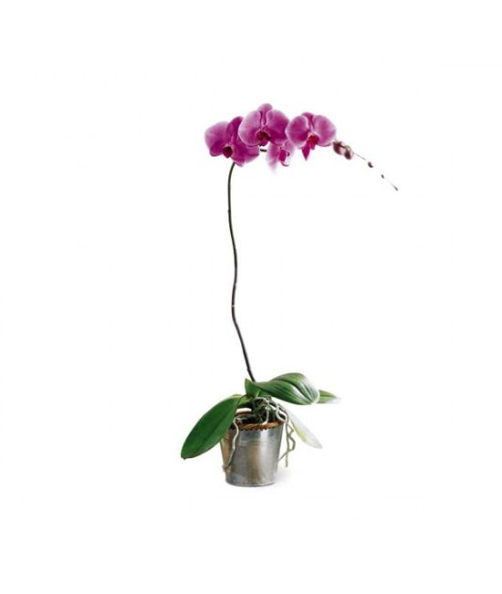 The Lavender Phalaenopsis Orchid The Lavender Phalaenopsis Orchid